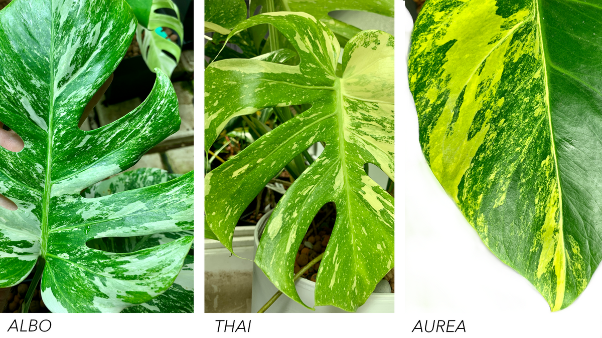 The Differences in Monstera Variegata – Pretty in Green