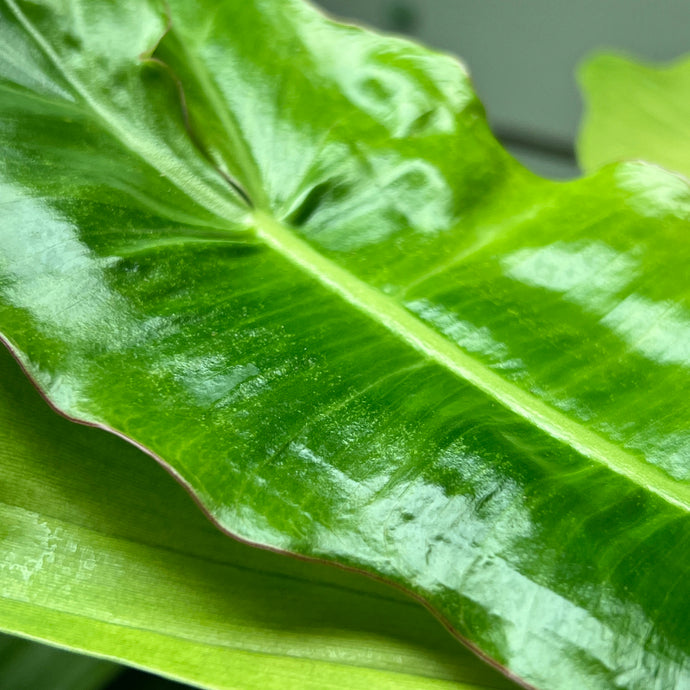 Why Your PARAISO VERDE Philodendron is Losing Variegation