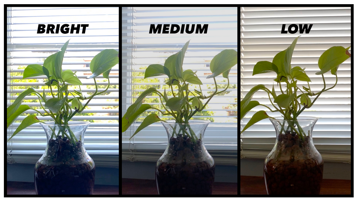 What is Bright Indirect Light? Pretty in Green