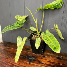 Large 6” Philodendron Paraiso Verde
