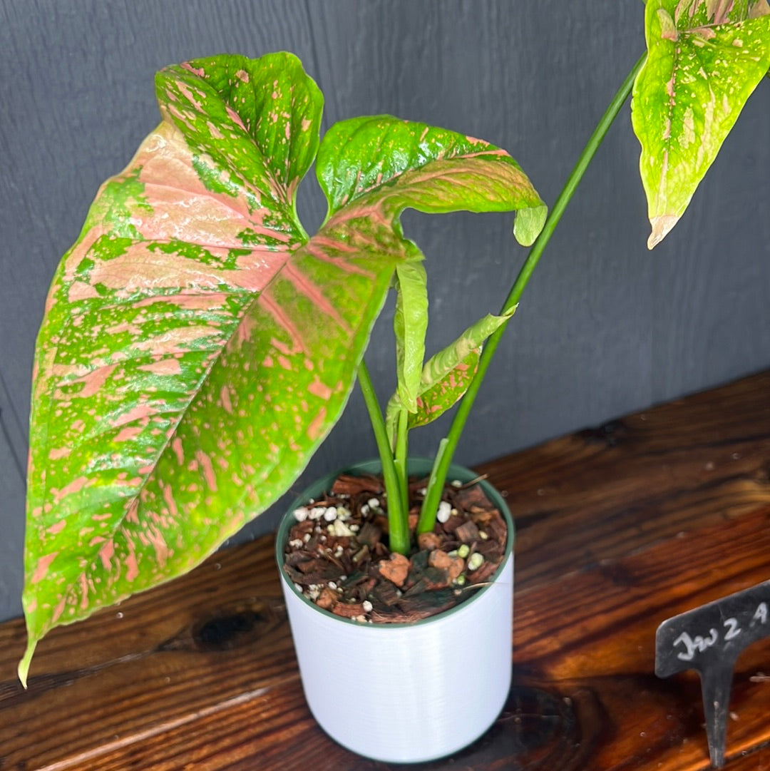 Pink Splash on sale Alusion Syngonium high variegation