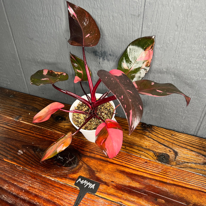 Philodendron Pink Princess - HIGH VAR - FREE SHIPPING