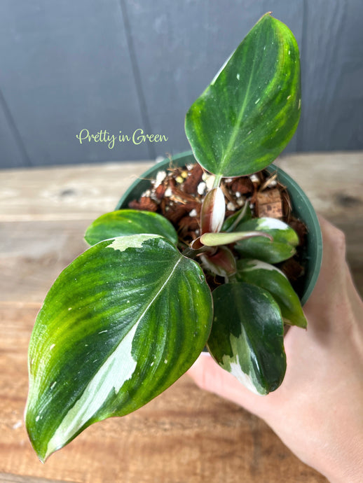 Philodendron White Princess  - Rare Aroid Collection - Ships Free!