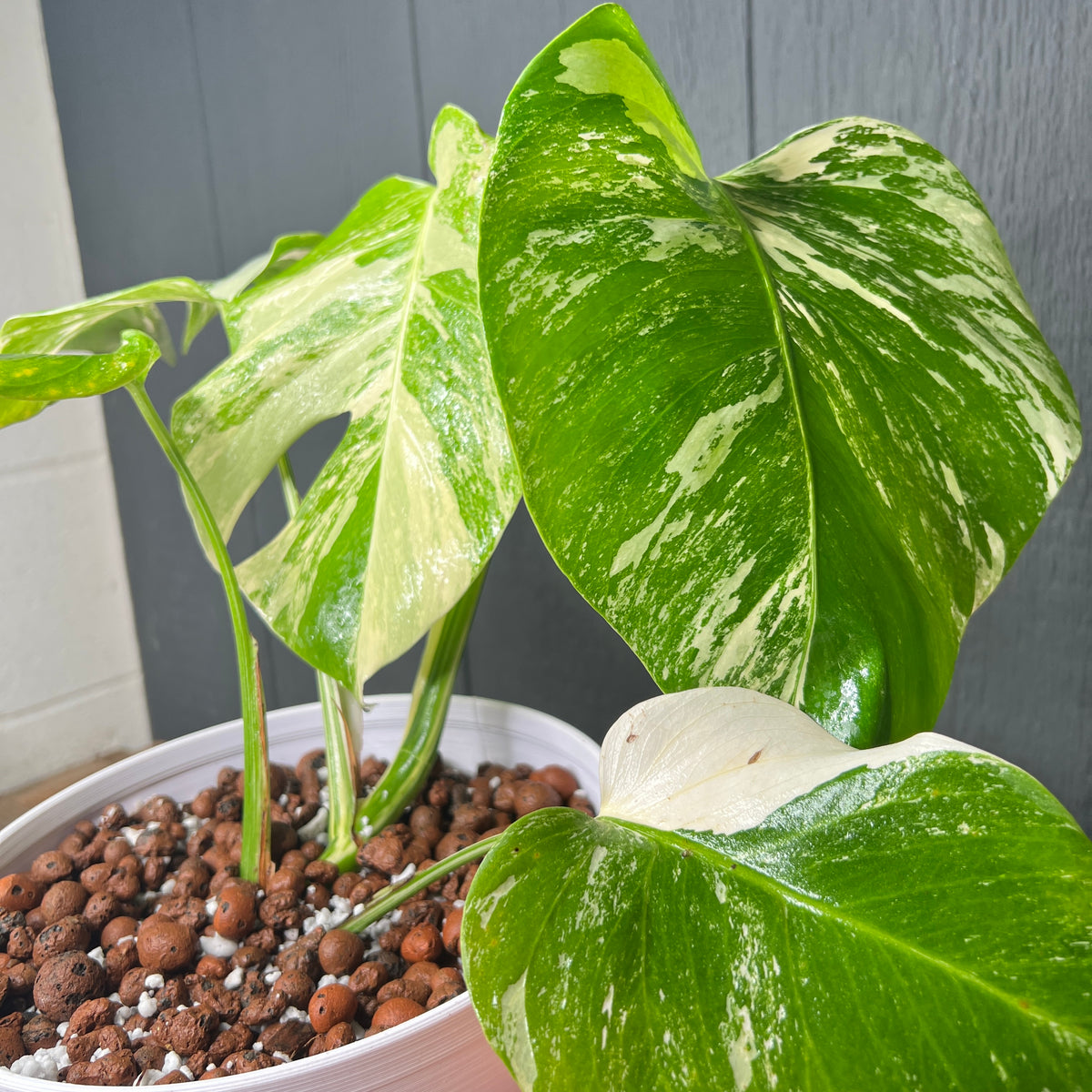 Monstera Albo, Variegated Monstera, Rooted high quality Plant S27