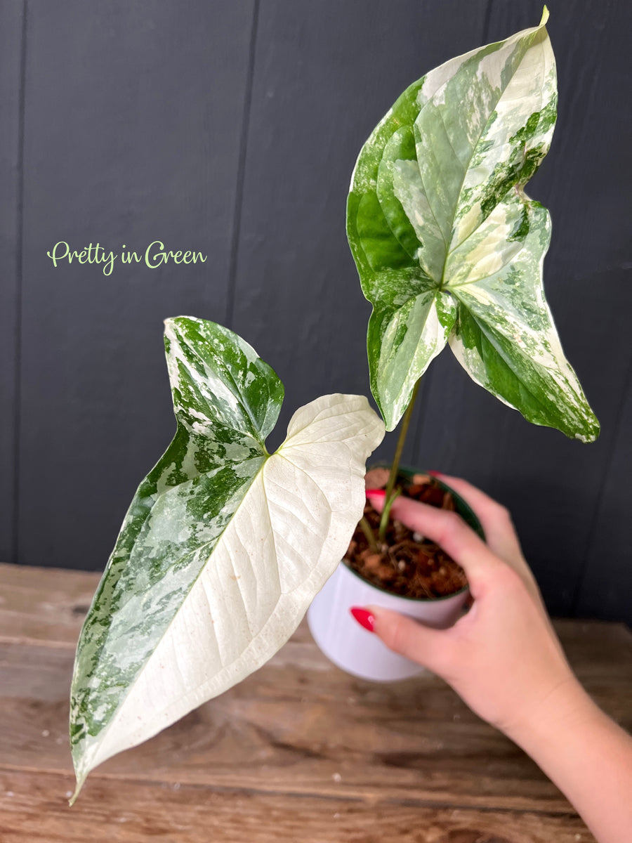 Variegated Syngonium high quality Albo Rooted Plant - Actual Photo