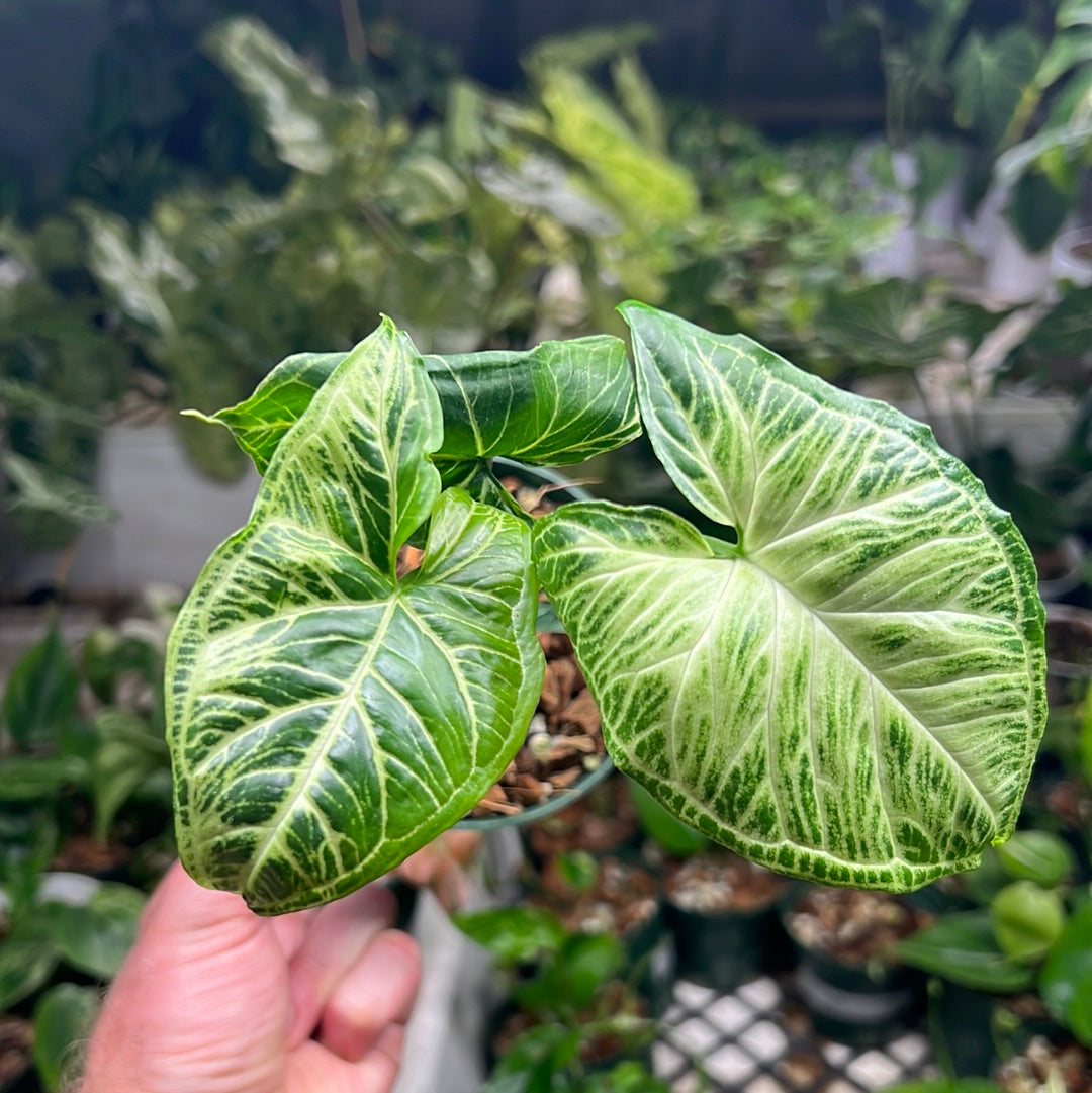 syngonium-batik-variegated-rare-aroid-pretty-in-green