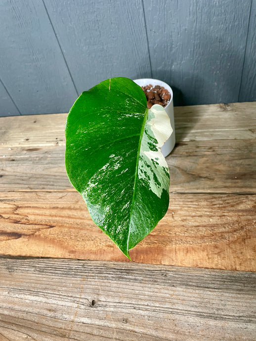 Variegated Monstera Albo *ACTIVE GROWTH* - Rare Aroid Collection