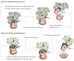 How MUCH Should You Water Your Plants?