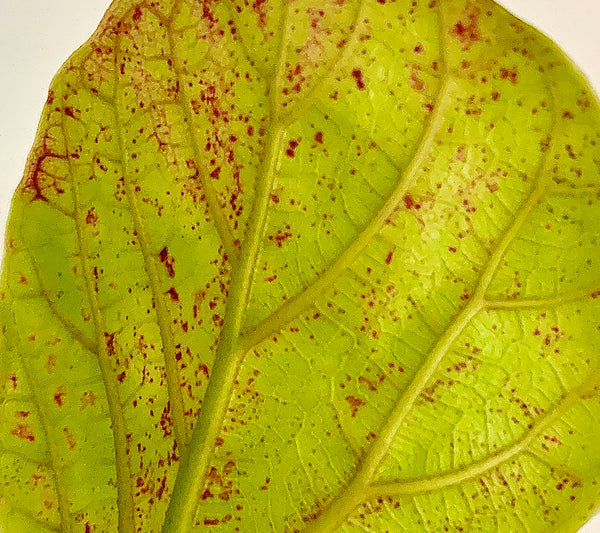Have Red Spots on Your Fiddle Leaf Fig Tree? This is Why