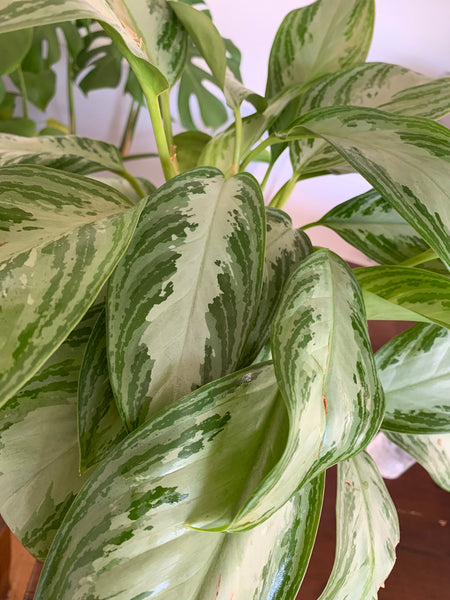 4 Reasons Why Your Leaves are Yellowing