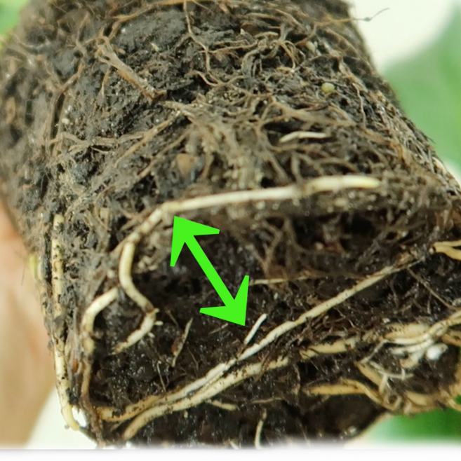 How To Get Rid of Root Rot [VIDEO] Pretty in Green