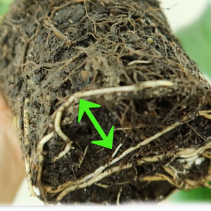 How To Get Rid of Root Rot [VIDEO]