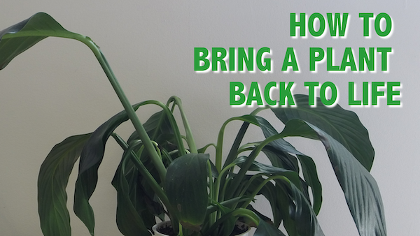 Rehydrating | Houseplant How-to Blog