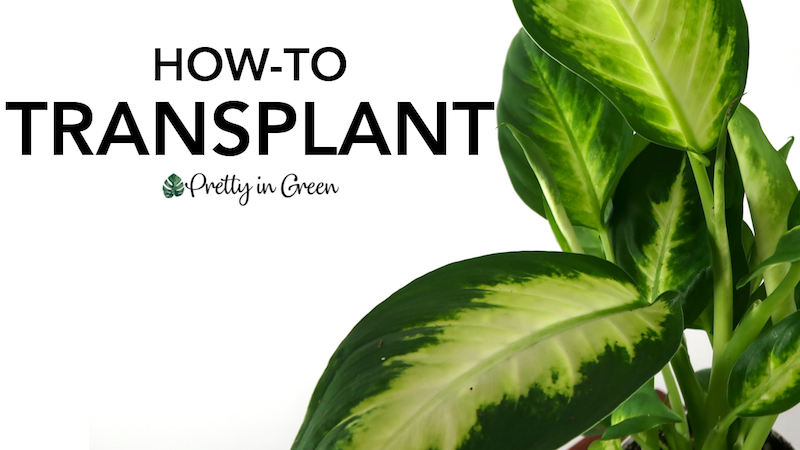 Transplanting | Houseplant How-to Blog
