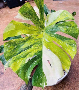 Monstera Tri Color