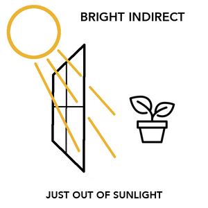 The 3 Types of Houseplant Light