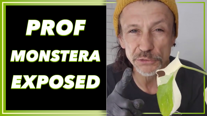 EXPOSED: Professor Monstera Method