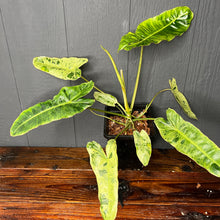 Large 6” Philodendron Paraiso Verde