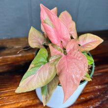 Syngonium Pink Splash Variegated - RARE AROID