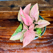 Syngonium Pink Splash Variegated - RARE AROID
