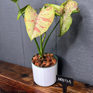 Syngonium Confetti Variegated - Rare Aroid Collection