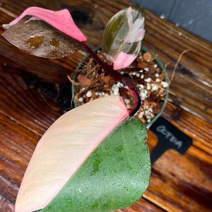 Philodendron Pink Princess - LOW VAR