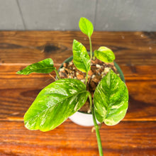 Epipremnum Albo Variegata - RARE AROID