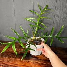 Large Philodendron Tortum - Rare Aroid Collection