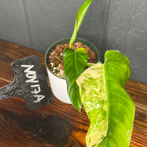 Philodendron Domesticum Variegata - SHIPS FREE - RARE Aroid