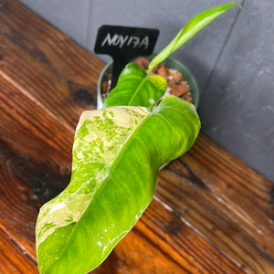 Philodendron Domesticum Variegata - SHIPS FREE - RARE Aroid