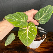 6" Philodendron Glorious (Gloriosum x Melanochrysum) - RARE AROID COLLECTION