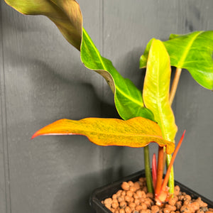 Philodendron Quad Color / PHILO ORANGE MARMALADE