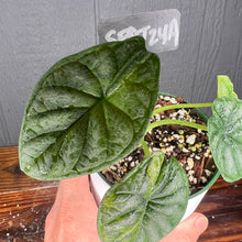 Alocasia Dragon Scale AUREA - VARIEGATED RARE AROID - SHIPS FREE