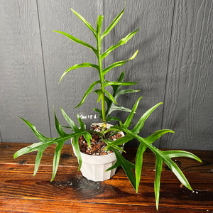 Large Philodendron Tortum - Rare Aroid Collection