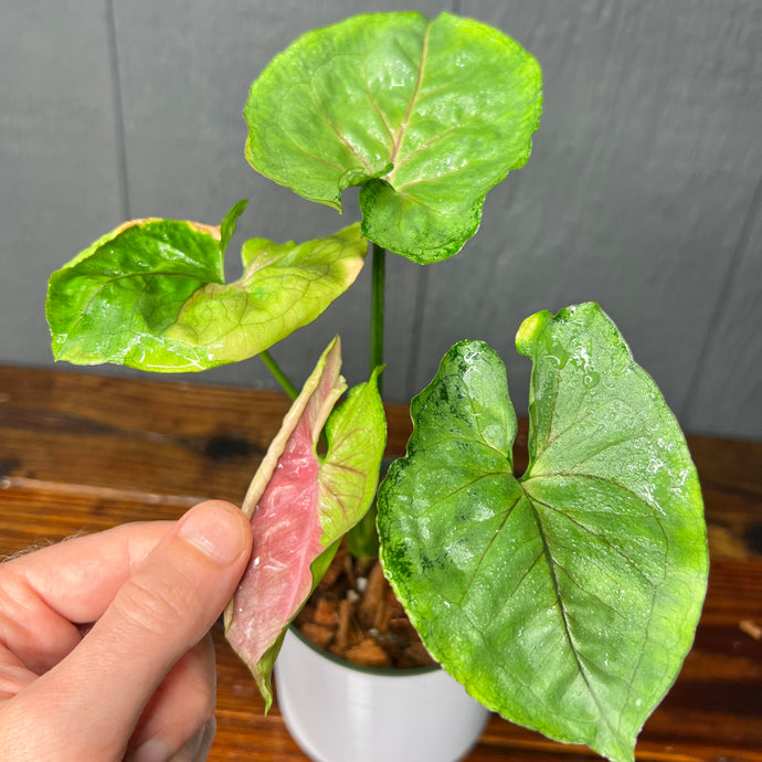 Syngonium T24 Variegated - Rare Aroid Collection