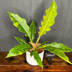 Philodendron Ring of Fire - Rare Variegated Aroid