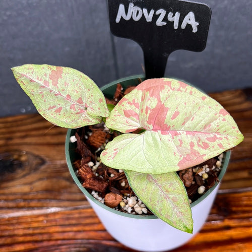 Syngonium Milk Confetti Variegated