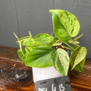 Philodendron Heartleaf Variegata Opal - Variegated RARE AROID - heart leaf