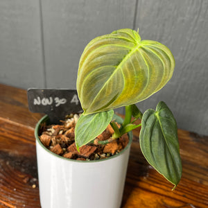 Philodendron Melanochrysum - Rare Aroid Collection