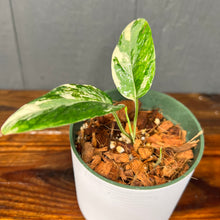 Epipremnum Albo Variegata - RARE AROID