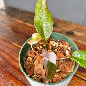 Philodendron Red Anderson  - Rare Aroid Collection