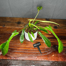 VARIEGATED Philodendron Joepii - VERY RARE AROID