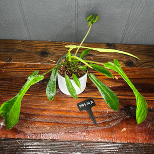 VARIEGATED Philodendron Joepii - VERY RARE AROID