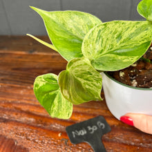 Philodendron Heartleaf Variegata Opal - Variegated RARE AROID - heart leaf