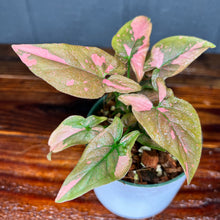 Syngonium Pink Splash Variegated - RARE AROID