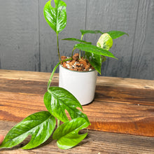 Epipremnum Marble Variegata