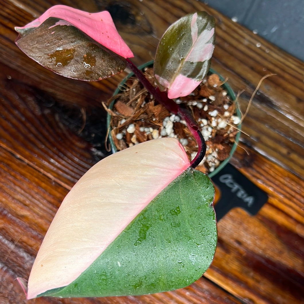 Philodendron Pink Princess - HIGH VAR