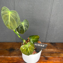 Philodendron Melanochrysum - Rare Aroid Collection