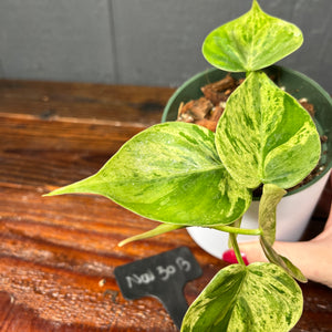 Philodendron Heartleaf Variegata Opal - Variegated RARE AROID - heart leaf