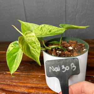 Philodendron Heartleaf Variegata Opal - Variegated RARE AROID - heart leaf